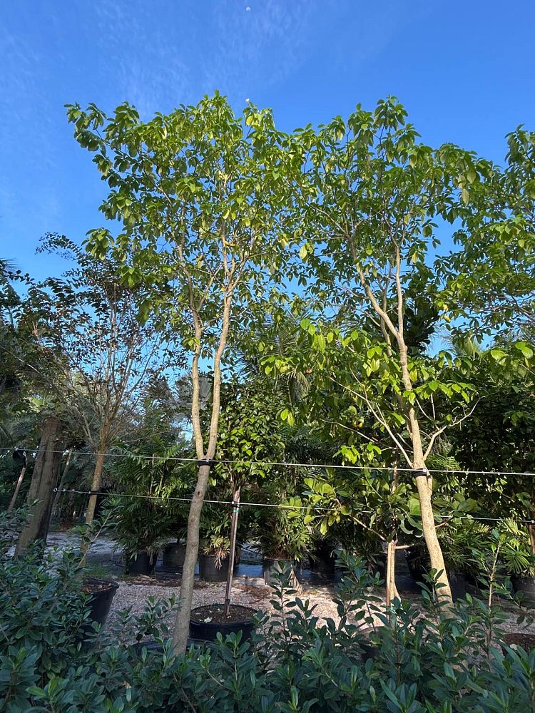 stemmadenia-litoralis-milky-way-tree