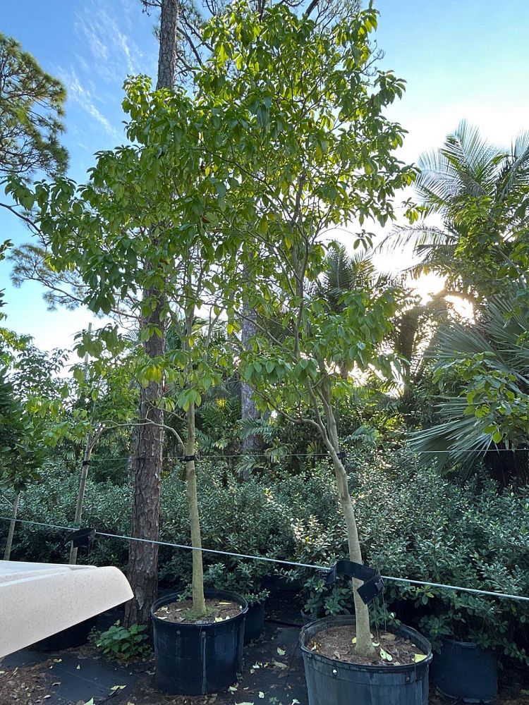 stemmadenia-litoralis-milky-way-tree