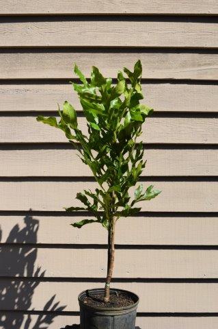 stenocarpus-sinuatus-firewheel-tree