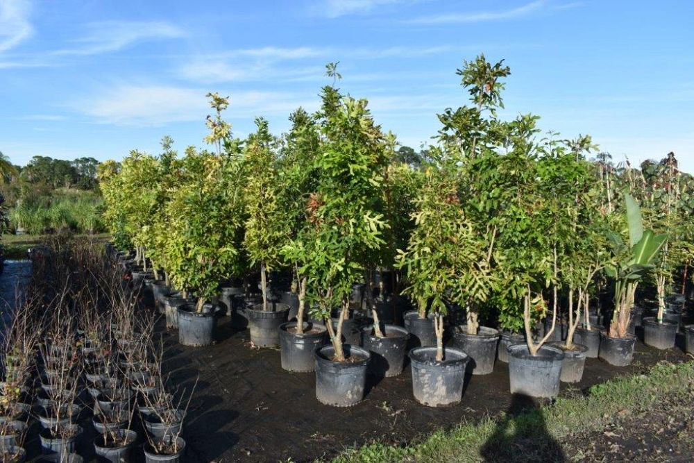 stenocarpus-sinuatus-firewheel-tree