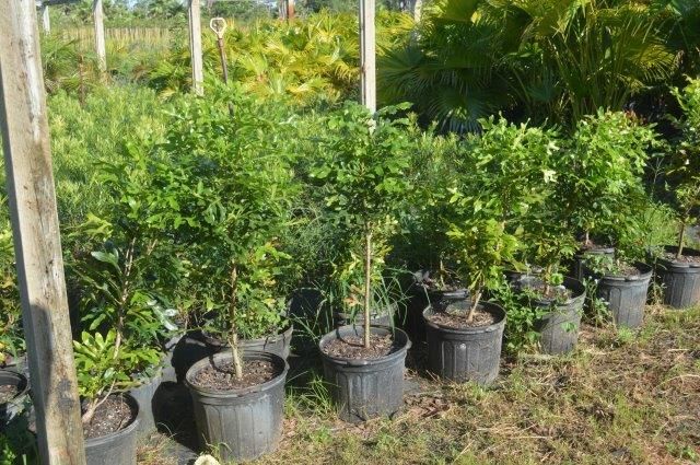 stenocarpus-sinuatus-firewheel-tree