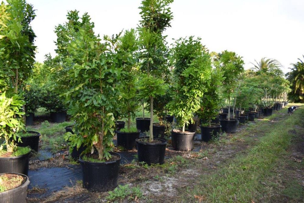 stenocarpus-sinuatus-firewheel-tree