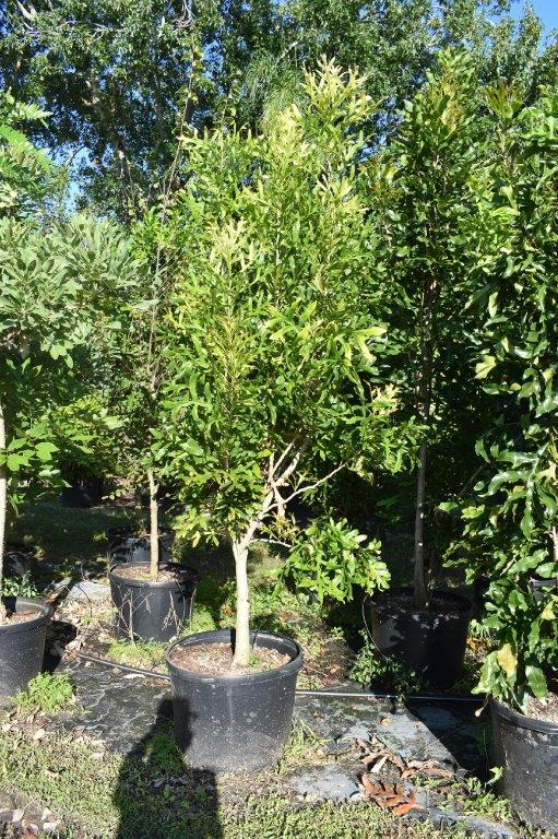 stenocarpus-sinuatus-firewheel-tree