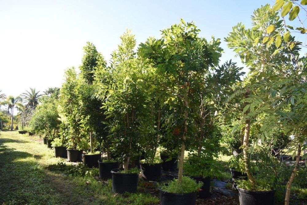 stenocarpus-sinuatus-firewheel-tree