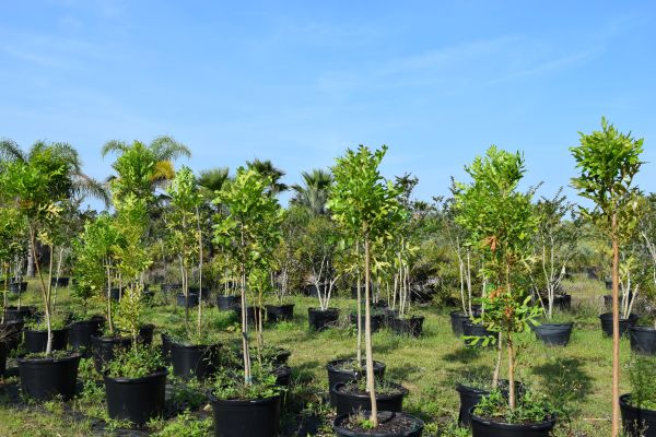 stenocarpus-sinuatus-firewheel-tree