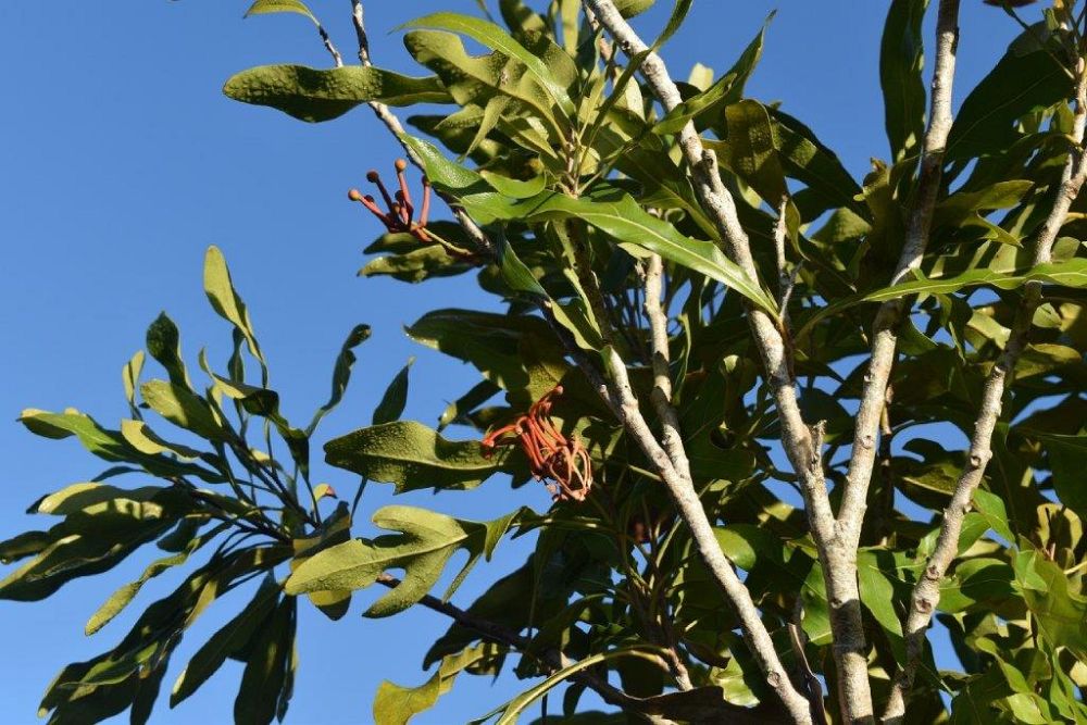 stenocarpus-sinuatus-firewheel-tree