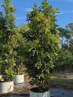 stenocarpus-sinuatus-firewheel-tree