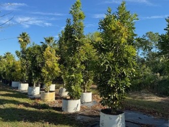 stenocarpus-sinuatus-firewheel-tree