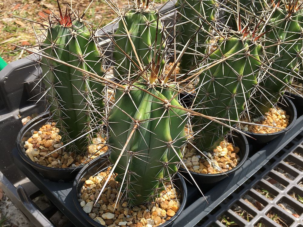 stenocereus-chacalapensis