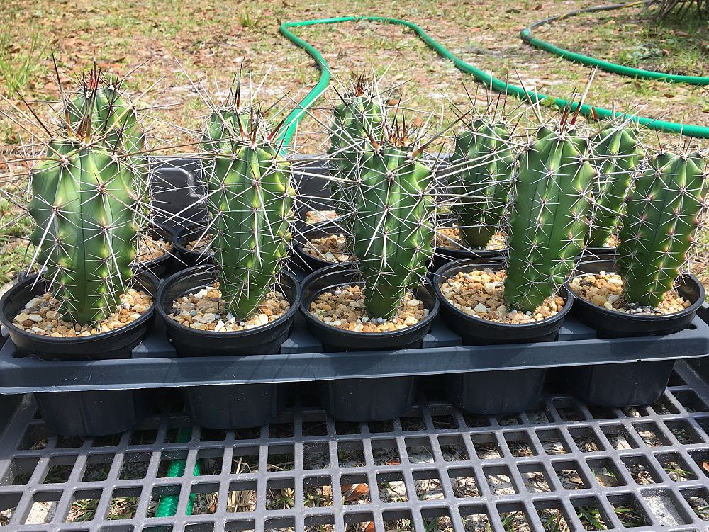 stenocereus-chacalapensis
