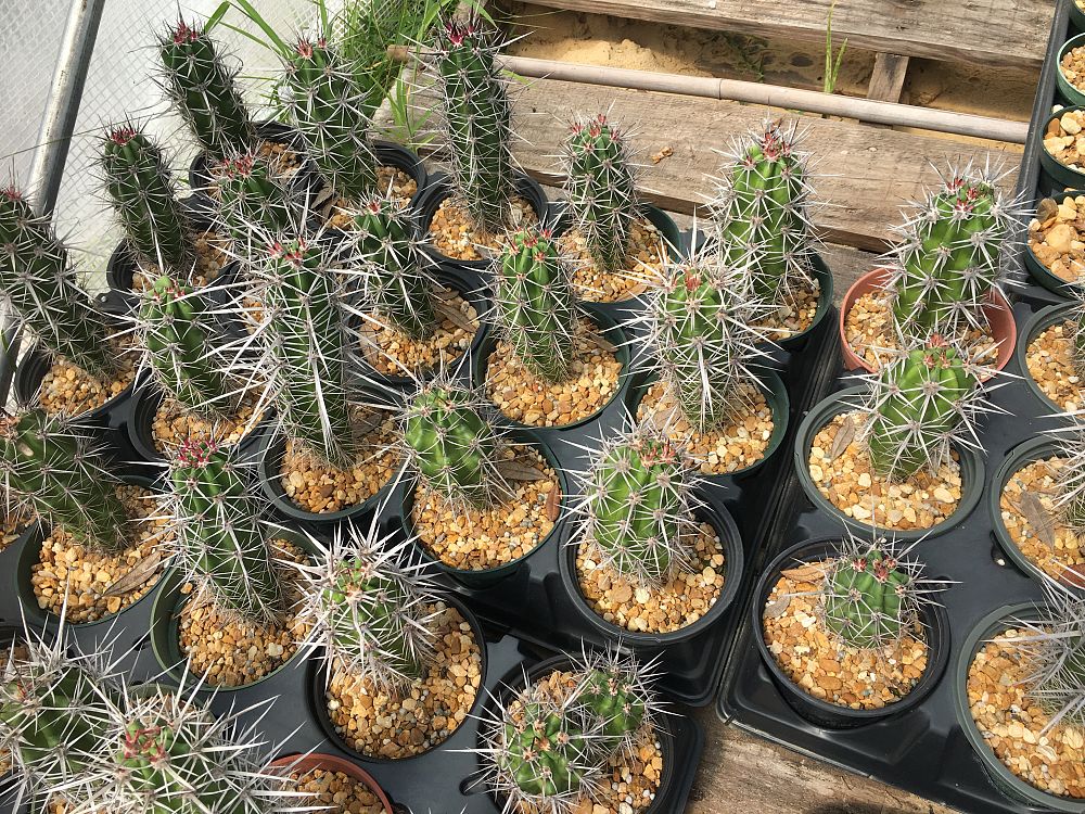 stenocereus-gummosus-pitahaya-agria-pitayo-agrio-dagger-cactus