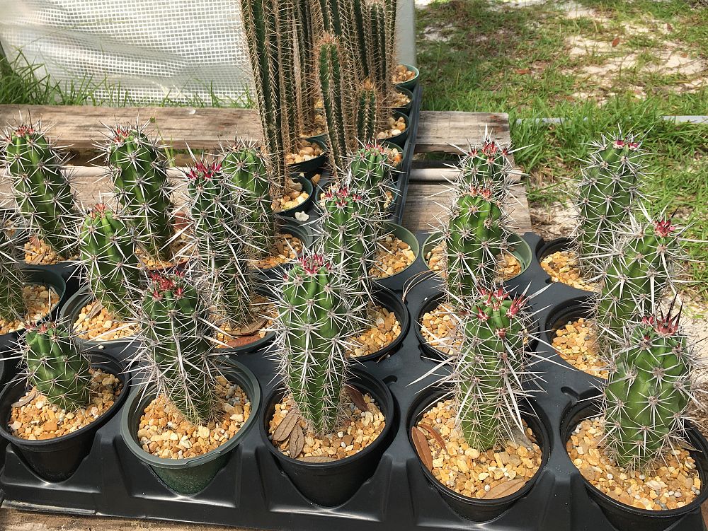 stenocereus-gummosus-pitahaya-agria-pitayo-agrio-dagger-cactus