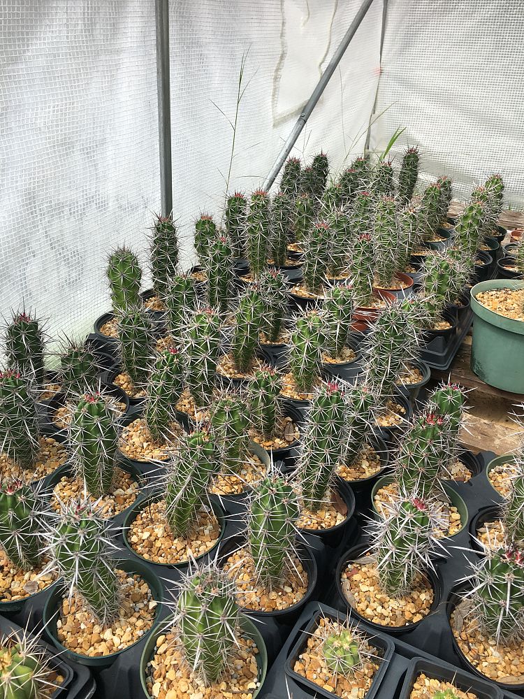 stenocereus-gummosus-pitahaya-agria-pitayo-agrio-dagger-cactus