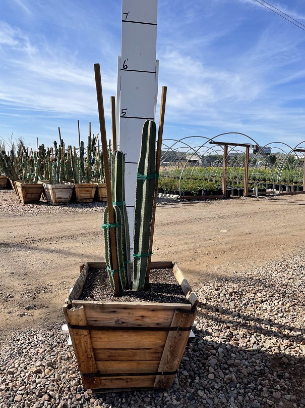 stenocereus-marginatus-pachycereus-marginatus-cereus-marginatus-lemaireocereus-marginatus-mexican-fence-post-mexican-pipe-organ
