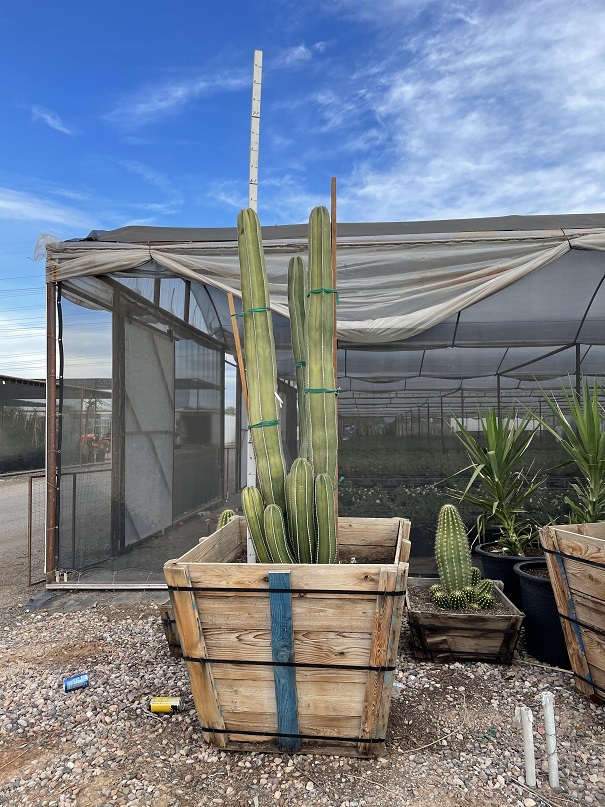 stenocereus-marginatus-pachycereus-marginatus-cereus-marginatus-lemaireocereus-marginatus-mexican-fence-post-mexican-pipe-organ