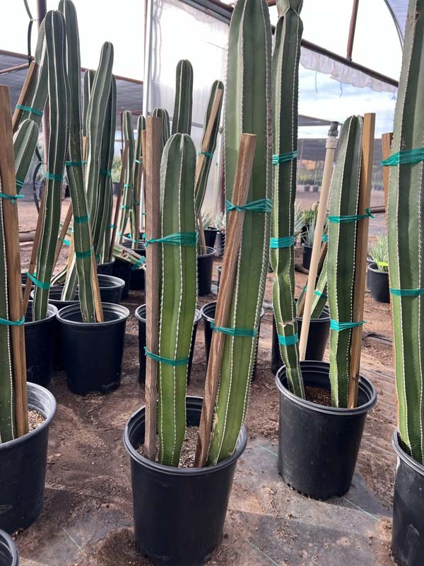 stenocereus-marginatus-pachycereus-marginatus-cereus-marginatus-lemaireocereus-marginatus-mexican-fence-post-mexican-pipe-organ