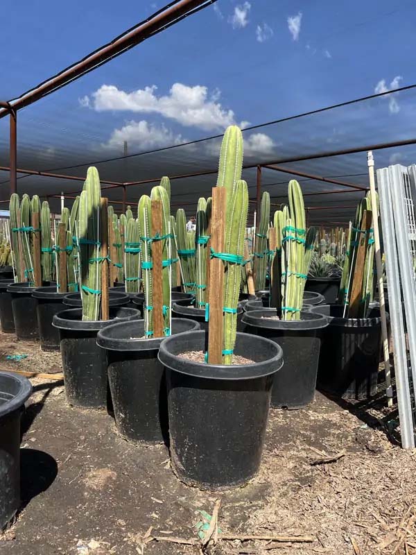 stenocereus-marginatus-pachycereus-marginatus-cereus-marginatus-lemaireocereus-marginatus-mexican-fence-post-mexican-pipe-organ