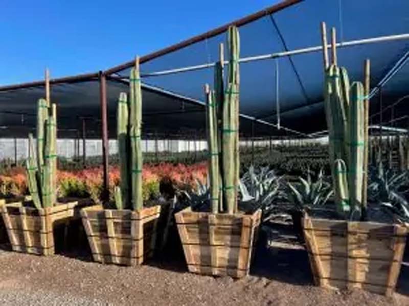 stenocereus-marginatus-pachycereus-marginatus-cereus-marginatus-lemaireocereus-marginatus-mexican-fence-post-mexican-pipe-organ
