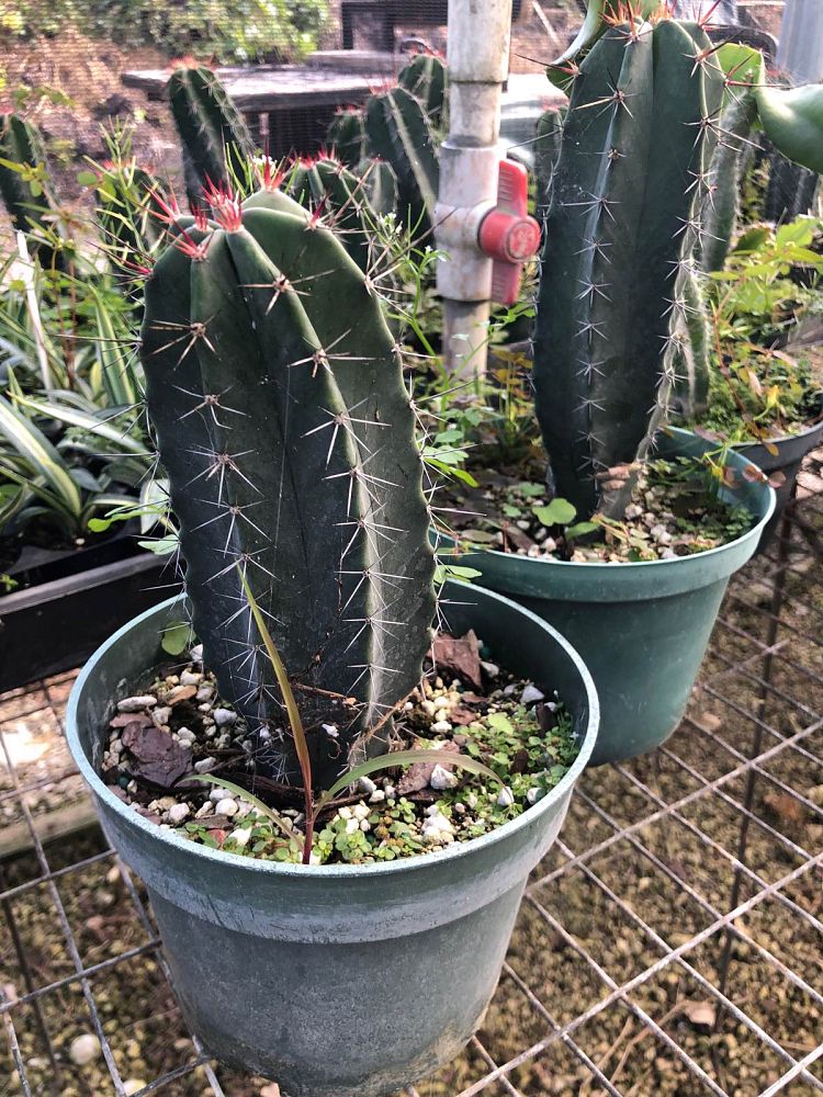 stenocereus-pruinosus-pitaya-pitayo-de-octubre-gray-ghost-organ-pipe-lemaireocereus-pruinosus