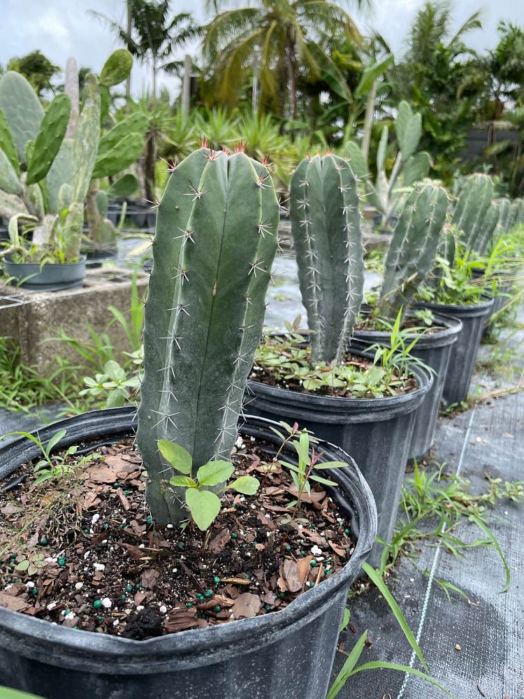 stenocereus-pruinosus-pitaya-pitayo-de-octubre-gray-ghost-organ-pipe-lemaireocereus-pruinosus