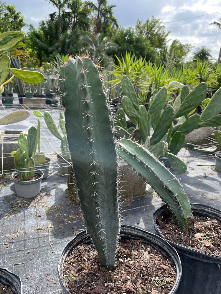 stenocereus-pruinosus-pitaya-pitayo-de-octubre-gray-ghost-organ-pipe-lemaireocereus-pruinosus