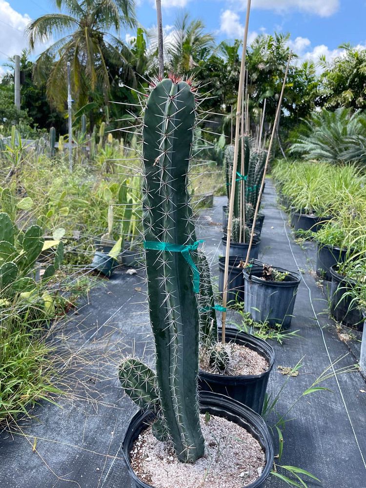 stenocereus-pruinosus-pitaya-pitayo-de-octubre-gray-ghost-organ-pipe-lemaireocereus-pruinosus