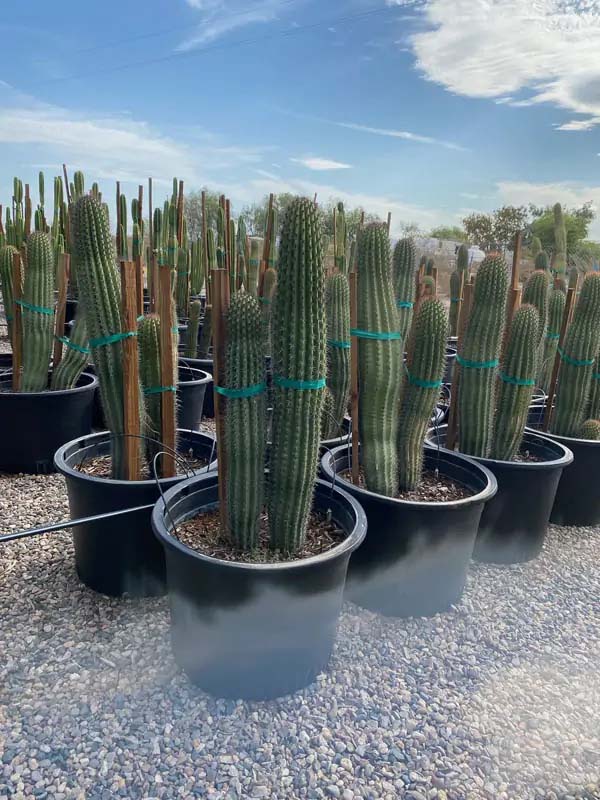 stenocereus-thurberi-mehuele-pitayo-dulce-organ-pipe-cactus