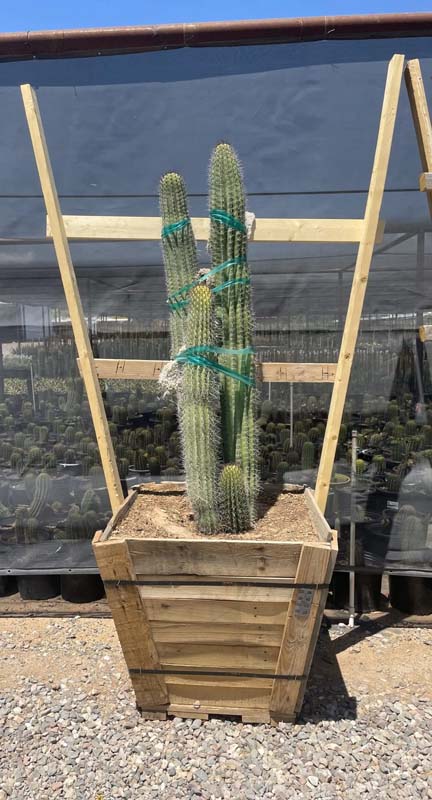 stenocereus-thurberi-mehuele-pitayo-dulce-organ-pipe-cactus