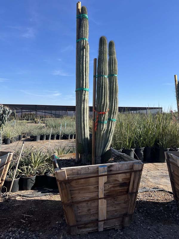 stenocereus-thurberi-mehuele-pitayo-dulce-organ-pipe-cactus