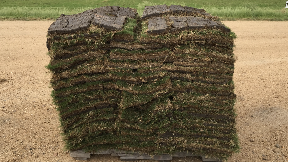 stenotaphrum-secundatum-palmetto-st-augustine-grass