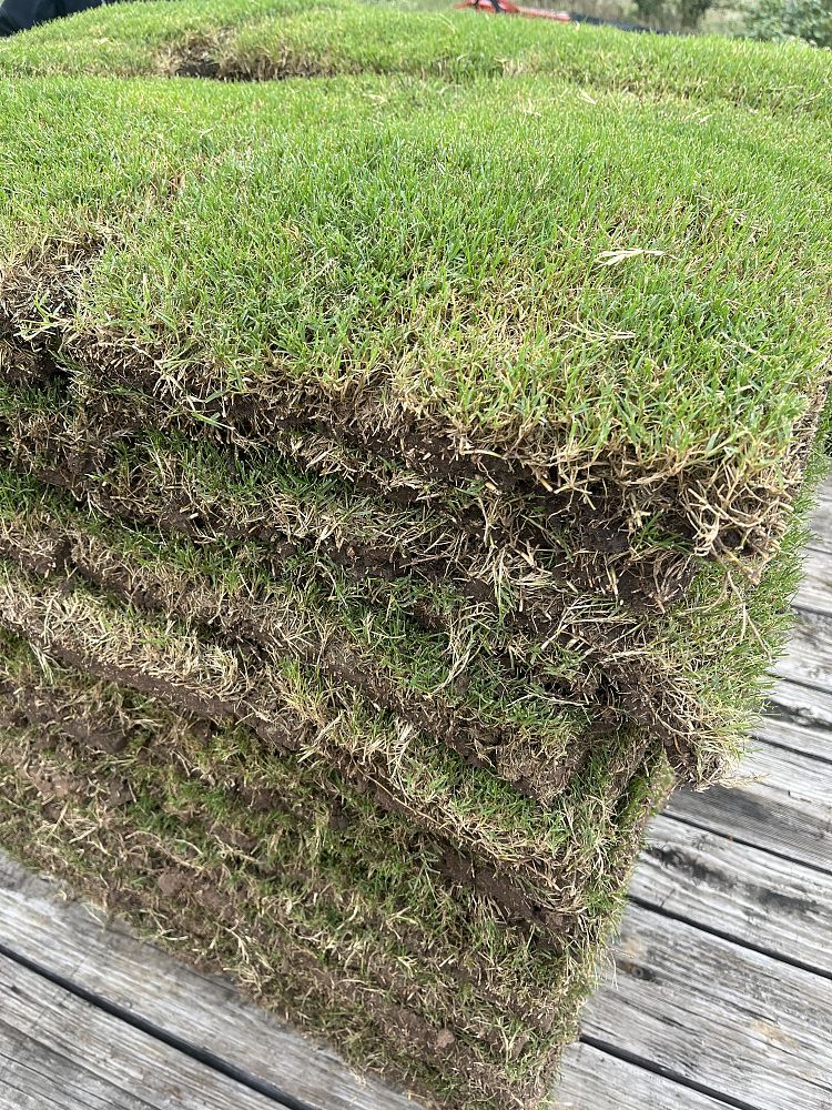 stenotaphrum-secundatum-palmetto-st-augustine-grass