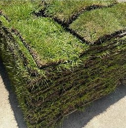 stenotaphrum-secundatum-palmetto-st-augustine-grass