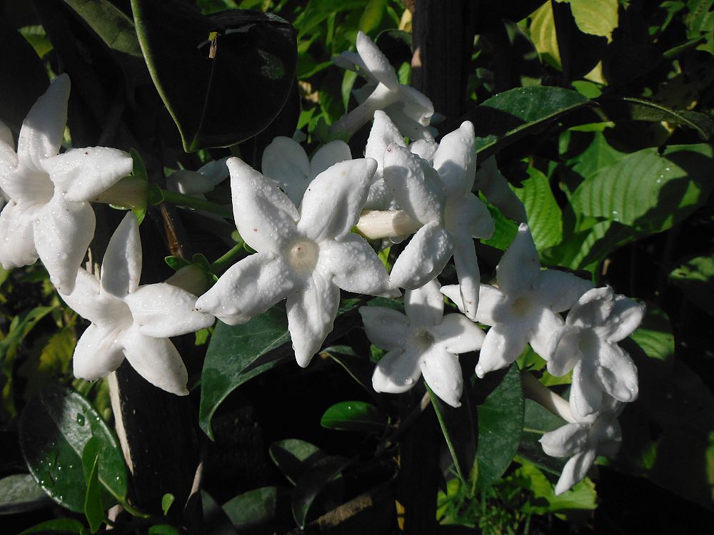 stephanotis-floribunda-bridal-wreath-madagascar-jasmine
