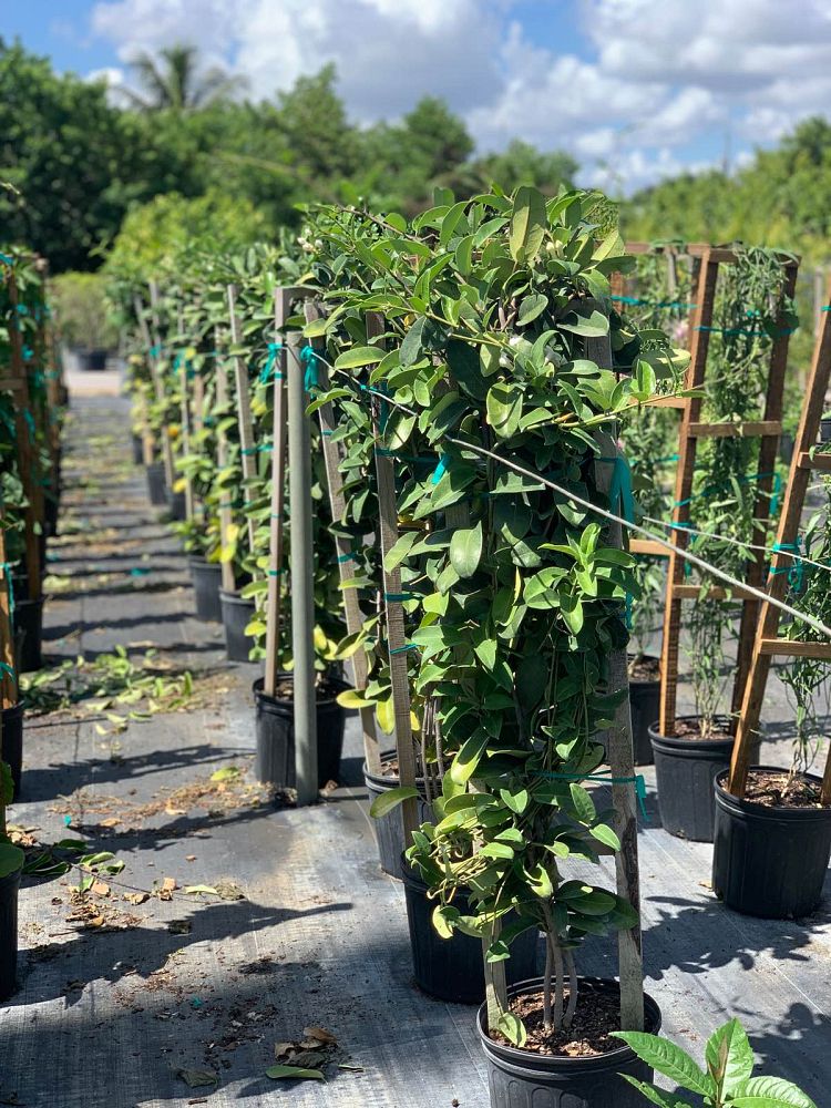 stephanotis-floribunda-bridal-wreath-madagascar-jasmine