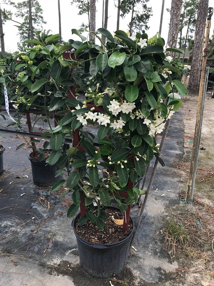stephanotis-floribunda-bridal-wreath-madagascar-jasmine