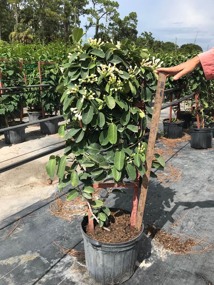stephanotis-floribunda-bridal-wreath-madagascar-jasmine