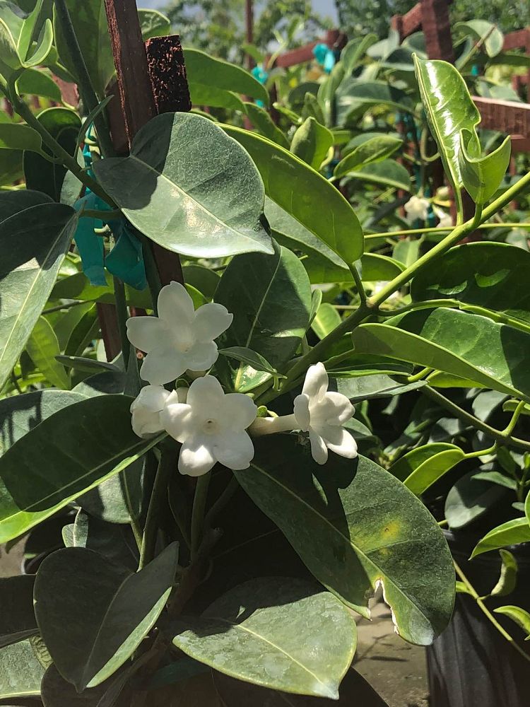 stephanotis-floribunda-bridal-wreath-madagascar-jasmine