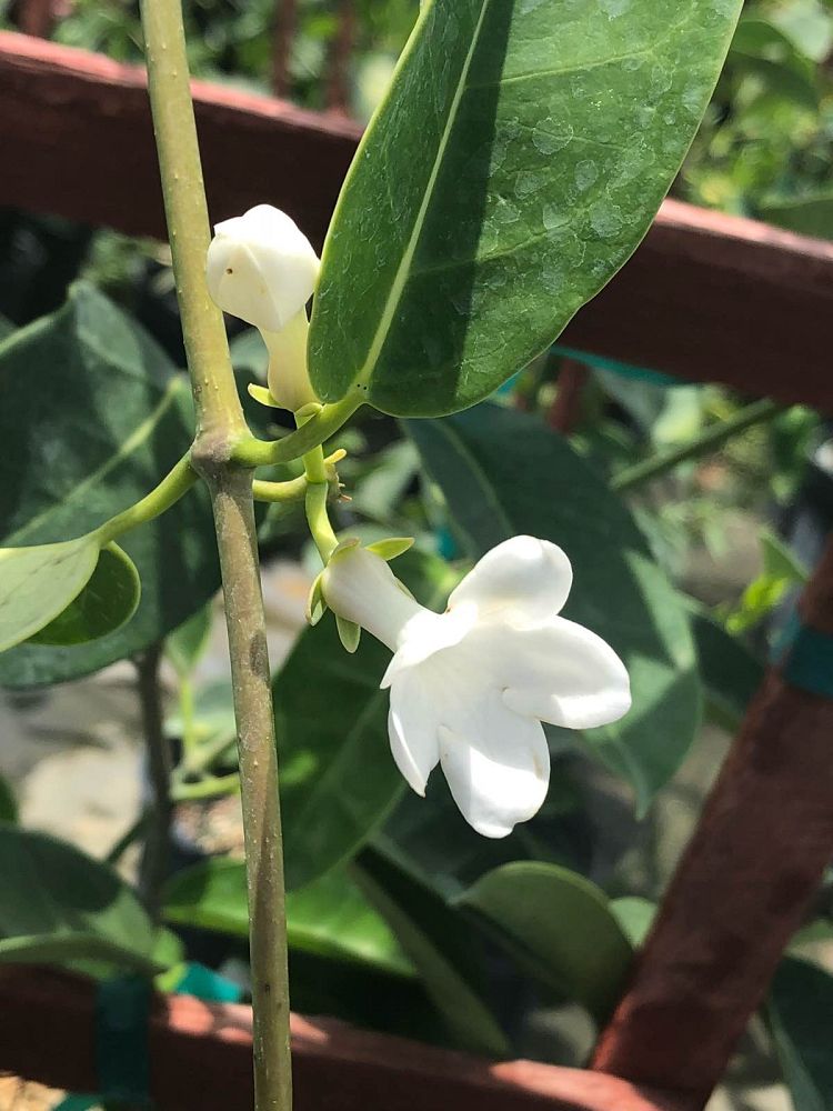 stephanotis-floribunda-bridal-wreath-madagascar-jasmine