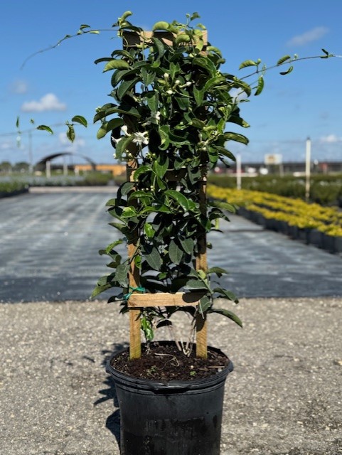 stephanotis-floribunda-bridal-wreath-madagascar-jasmine