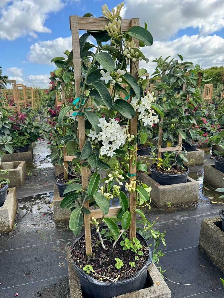 stephanotis-floribunda-bridal-wreath-madagascar-jasmine