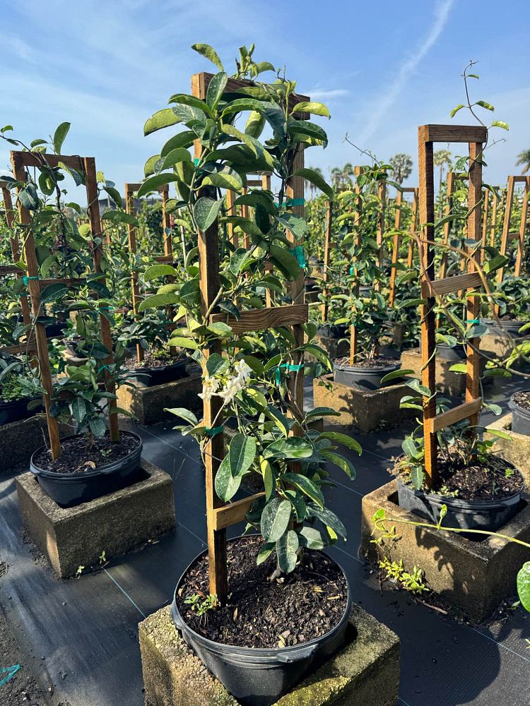 stephanotis-floribunda-bridal-wreath-madagascar-jasmine