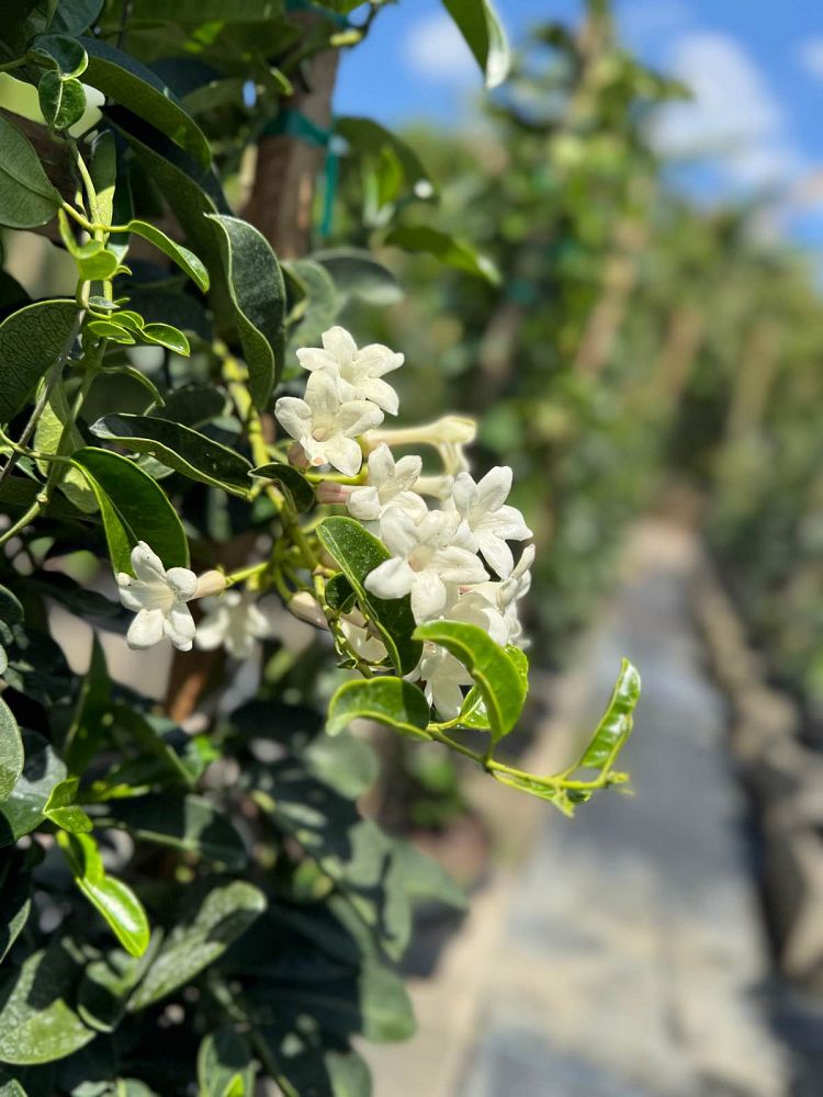 stephanotis-floribunda-bridal-wreath-madagascar-jasmine