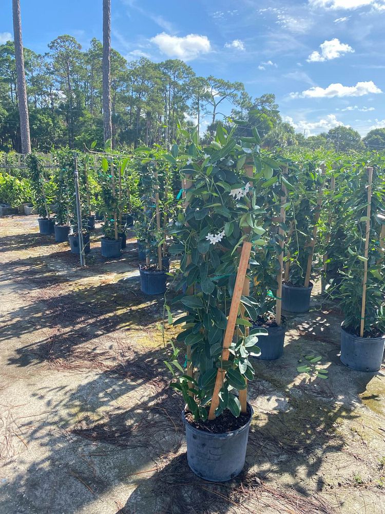 stephanotis-floribunda-bridal-wreath-madagascar-jasmine