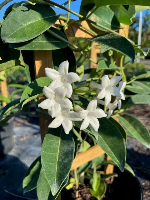 stephanotis-floribunda-bridal-wreath-madagascar-jasmine
