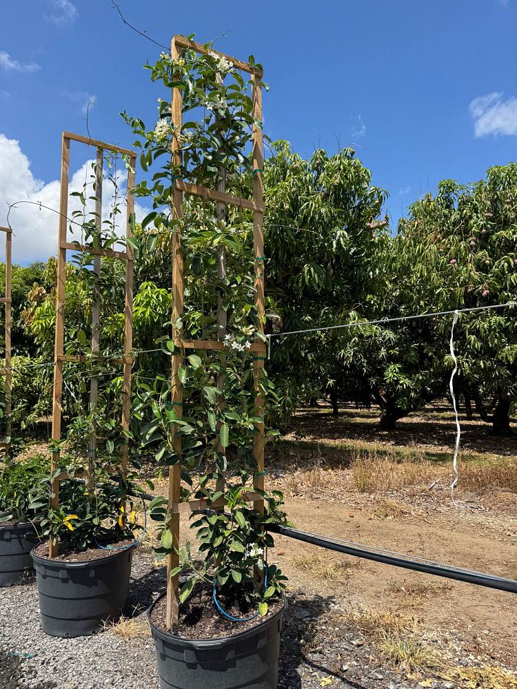 stephanotis-floribunda-bridal-wreath-madagascar-jasmine