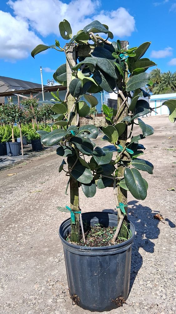 stephanotis-floribunda-bridal-wreath-madagascar-jasmine