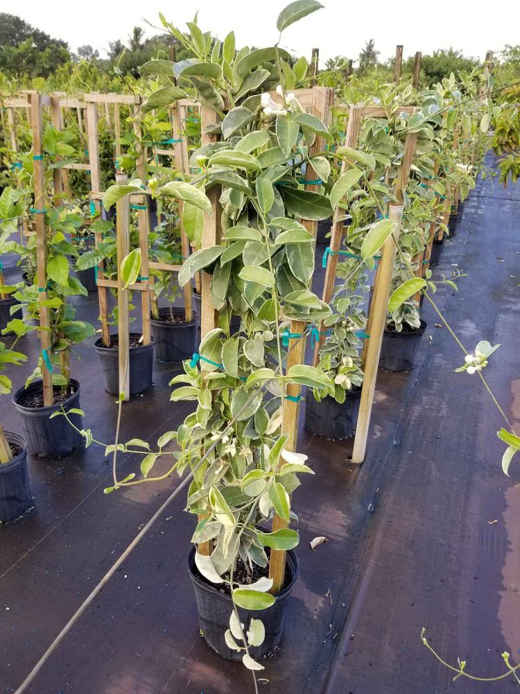 stephanotis-floribunda-variegata-bridal-wreath-madagascar-jasmine