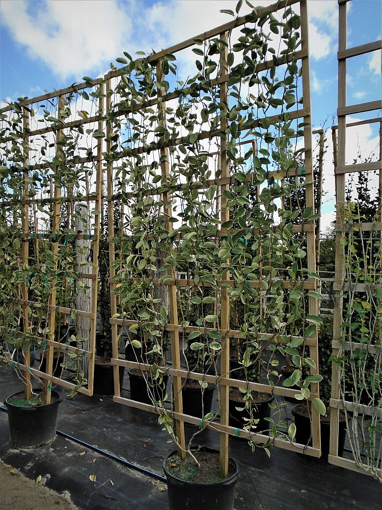 stephanotis-floribunda-variegata-bridal-wreath-madagascar-jasmine