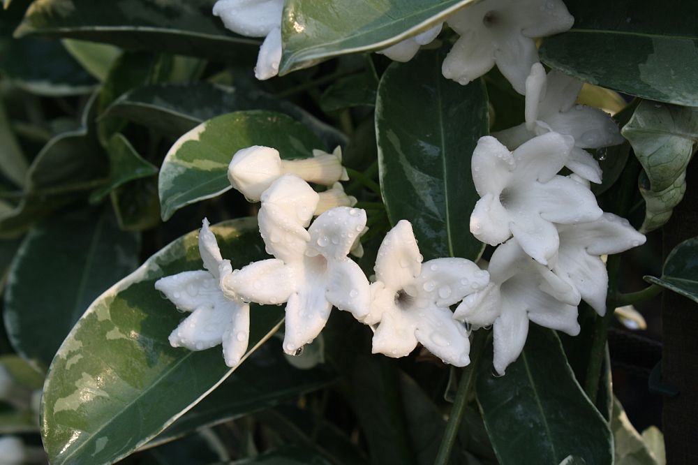 stephanotis-floribunda-variegata-bridal-wreath-madagascar-jasmine