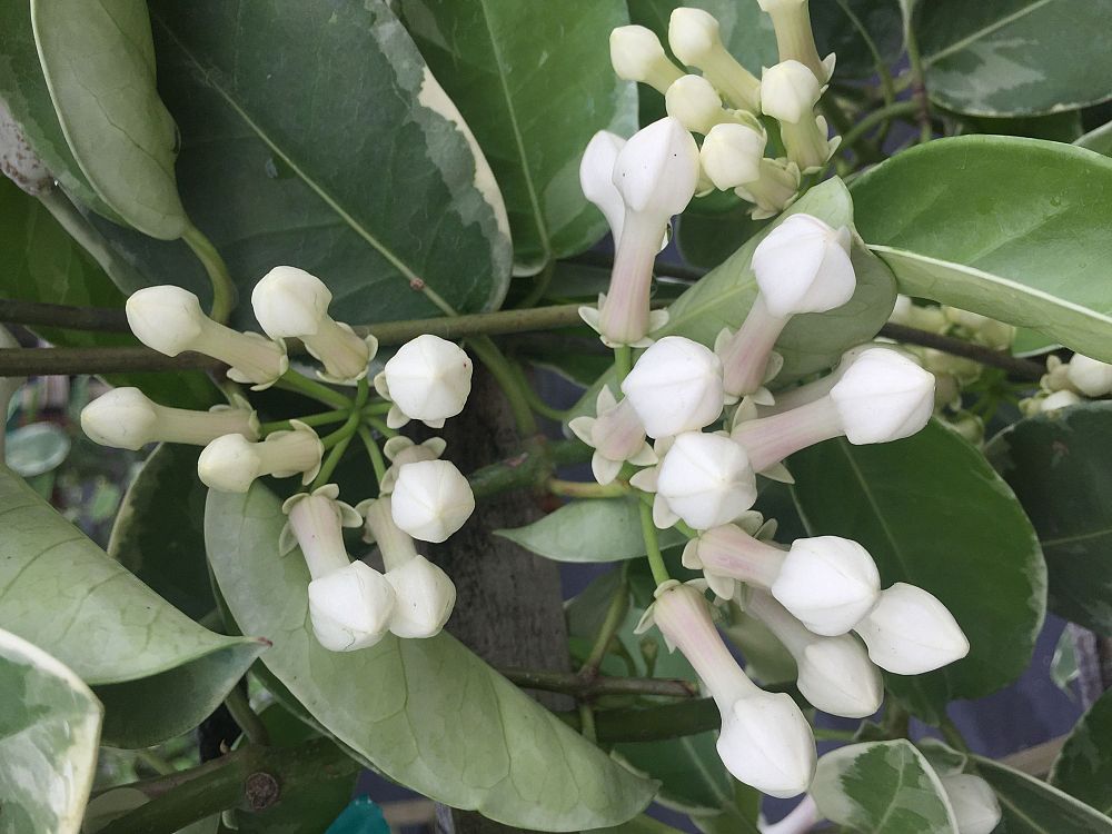 stephanotis-floribunda-variegata-bridal-wreath-madagascar-jasmine